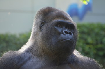 Gorilla Portrait