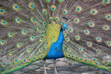 Indian peafowl