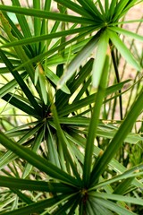 Bush of green papyrus in tone color.
