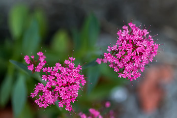 Inflorescence of small pink flowers