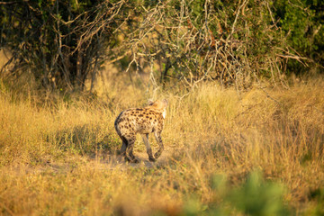 Young hyaena in the beautiful early morning light. 