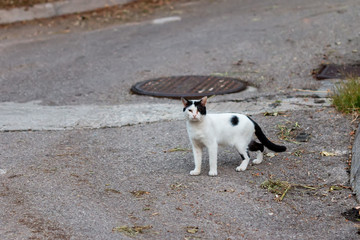 Fototapeta premium Black and white cat on the street
