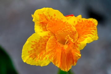 Decorative garden flowers Canna Lily