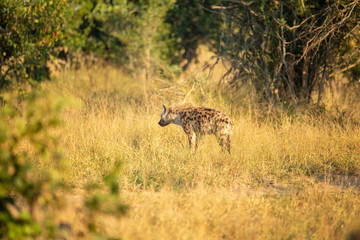 Young hyaena in the beautiful early morning light. 