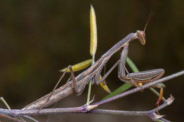 Grey green mantis religiosa mantidae posing on a branch