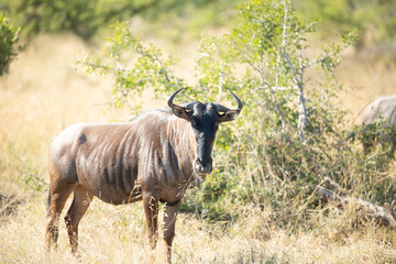 A herd of blue wildebeest also known as the Brindled gnu