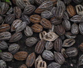 Brown shell of juglans mandshurica nuts