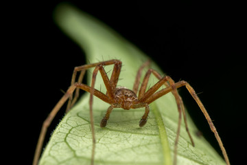 Phylodromidae Sp. male spider posing on green leaf portrait