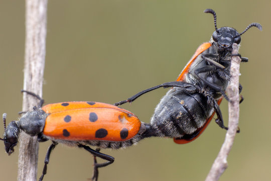 Two little red ladybugs macking love in an acrobatic manner within two branches