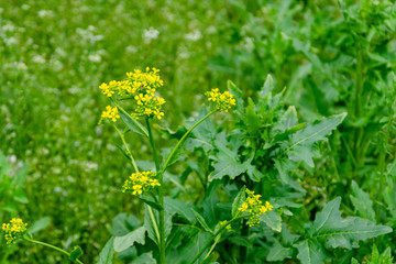 Blooming wild flowers on a green grass.