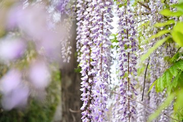 Beautiful blooming wisteria tree with cascade of purple delicate flowers, selective focus, blurred flower at front. Pink wisteria flowers with green leaves on the branch. Spring time blossom 
