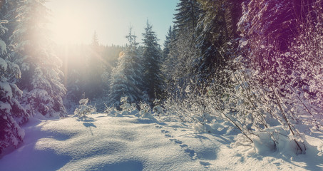 winter landscape in the forest. Sunlight sparkling in the snow. Wonderful Alpine Highlands in Sunny Day. Retro style. Instagram Filter. Picture of wild area.