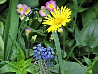 Yellow flower in spring meadow