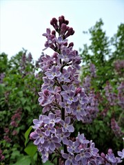 Branch of beautiful lilac in spring