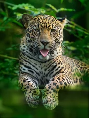 Foto op Plexiglas Jaguar - Panthera onca a wild cat species, the only extant member of Panthera native to the Americas © phototrip.cz