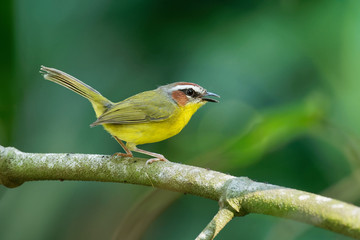 Rufous-capped Warbler - Basileuterus rufifrons, Chestnut-capped warbler - Basileuterus delattrii  a New World warbler native from Mexico south to Central America
