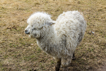 Naklejka premium Lama