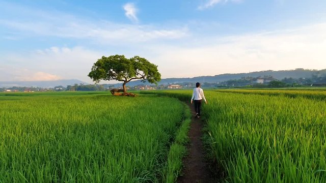 Back view of young woman walking on the farmland with a big tree and clear sky