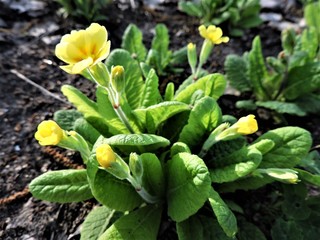 yellow flowers in the garden