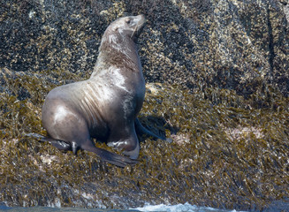 Bull sea lion with nose upraised is surveying its surrounding while standing on wet tidewater seaweed clinging to grey rock