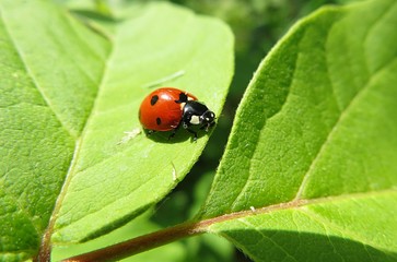 Fototapeta premium Ladybug on green leaf in the garden, closeup 