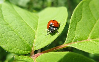 Ladybug on light green leaf in the garden, closeup