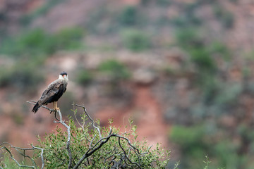 A southern crested caracara in the ToroToro National Park in Bolivia.
