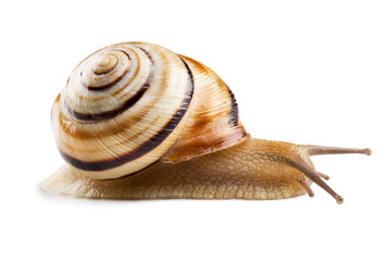 Colorful Helicid Snail isolated on white.