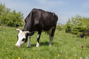 Fototapeta premium Cow eating grass,One cow is pastured on green grass in the pasture