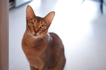 Cute redhead Abyssinian sitting on the floor in the apartment.