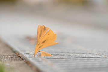 黄葉したイチョウの葉