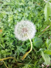 white dandelion on green grass background