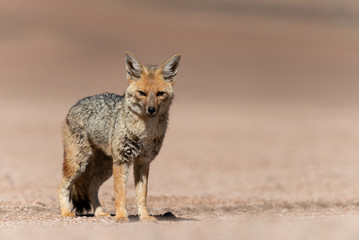 Portrait of culpeo (Lycalopex culpaeus) or Andean fox, at the Siloli desert in Eduardo Avaroa Andean Fauna National Reserve