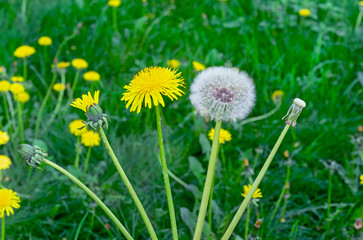 Dandelion flower. The life cycle of a dandelion. Stages of development of a dandelion.
