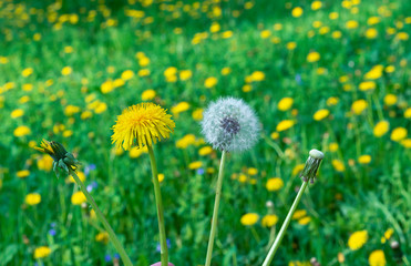 Fototapeta premium Dandelion flower. The life cycle of a dandelion. Stages of development of a dandelion.