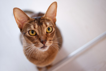 Cute redhead Abyssinian sitting on the floor in the apartment.