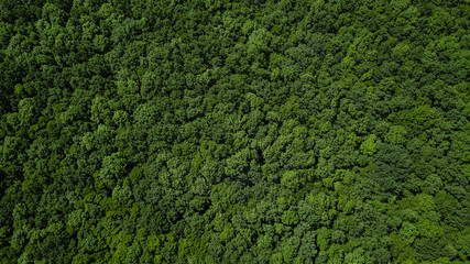 Drone's Eye View - aerial top down tree green background, Caucasus, Russia.