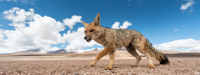 Close encounter with the culpeo (Lycalopex culpaeus) or Andean fox, in his typical territory of the Altiplano landscape at the Siloli desert in Eduardo Avaroa Andean Fauna National Reserve