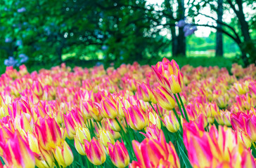 Pink tulips with yellow stripes in the city garden.