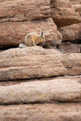 Southern Viscacha in its typical rocky high altitude territory at Eduardo Avaroa Andean Fauna National Reserve