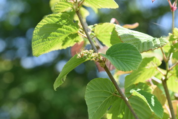 Spike winter hazel fruits and leaves