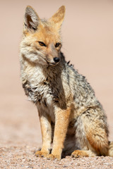 Portrait of culpeo (Lycalopex culpaeus) or Andean fox, at the Siloli desert in Eduardo Avaroa Andean Fauna National Reserve