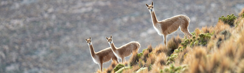 Naklejka na ściany i meble Curious group of Vicuñas in the Bolivian altiplano