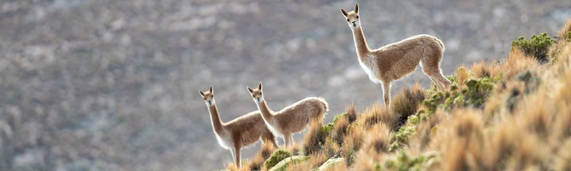 Foto auf Alu-Dibond Curious group of Vicuñas in the Bolivian altiplano © Sebastian
