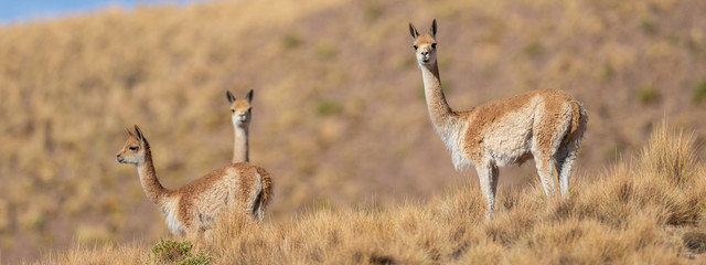 Curious group of Vicuñas in the Bolivian altiplano