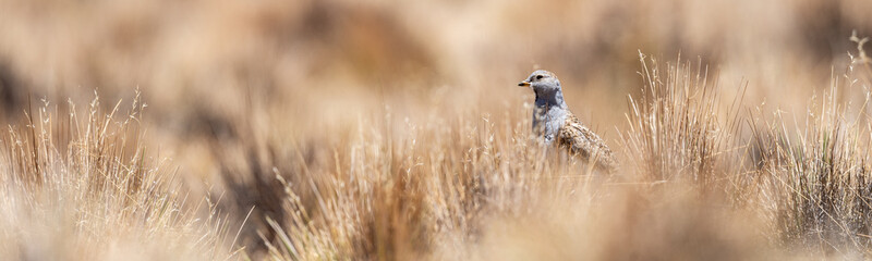 Obraz premium Male grey-breasted seedsnipe in a grassland in the Bolivian Altiplano