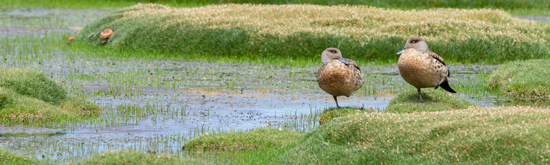 Couple of Andean crested duck in the Bolivian altiplano.