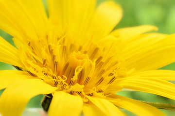 Yellow flower of goats beard closed up