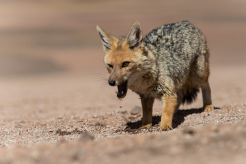 Naklejka na ściany i meble Close encounter with the culpeo (Lycalopex culpaeus) or Andean fox, at the Siloli desert in Eduardo Avaroa Andean Fauna National Reserve