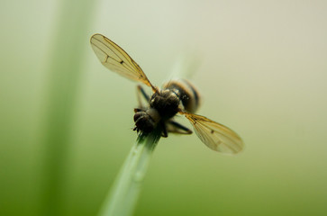 Fly drying wings after rain